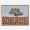 Fine art photo of a lone tree and vineyard rows in Napa Valley, California – titled Wine Country.