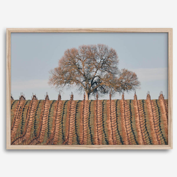 Fine art photo of a lone tree and vineyard rows in Napa Valley, California – titled Wine Country.