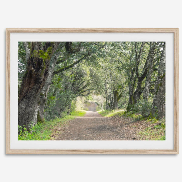 A fine art framed or unframed print of a tree tunnel path through the forest. this inspiring forest wall art with transport you straight into the heart of nature.