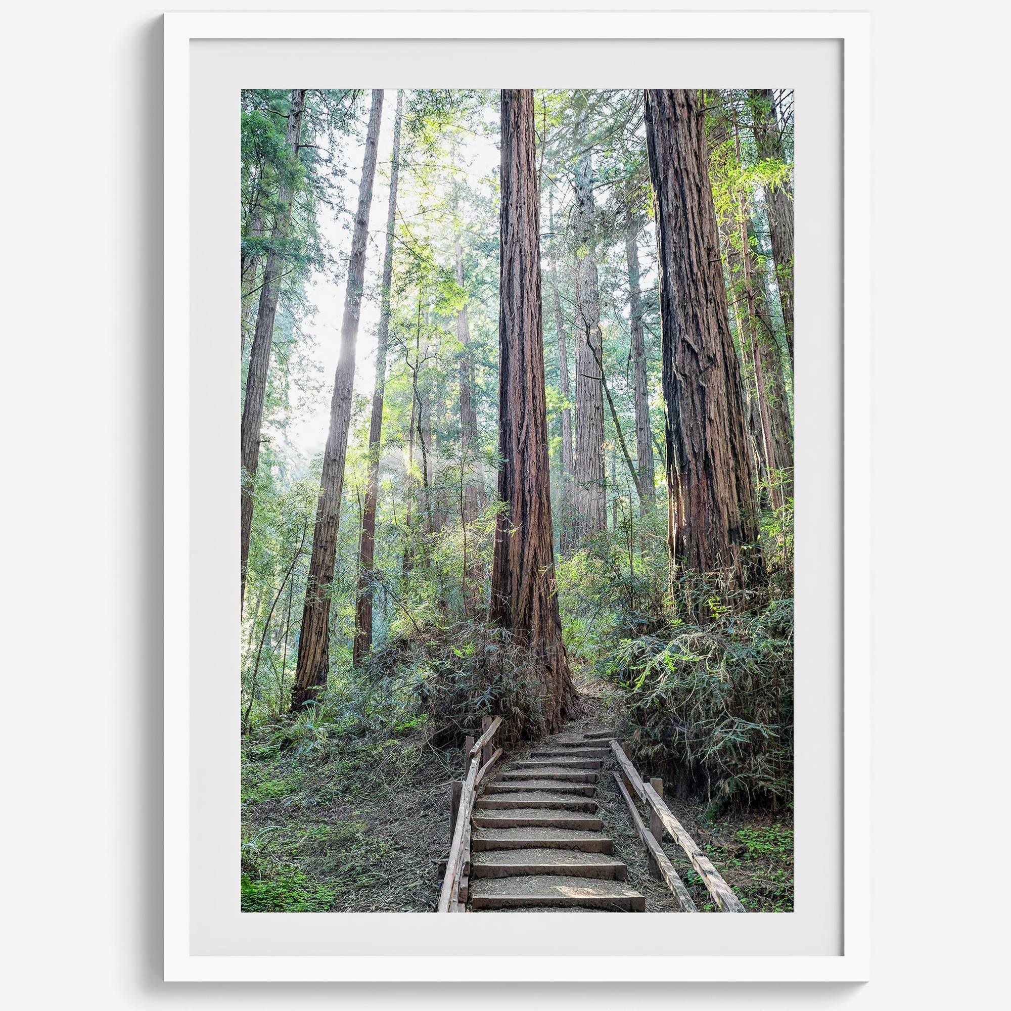 A mesmerizing framed or unframed forest print of a climbing trail through the redwood trees in the American Northwest with the Sun shining through the forest.