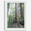 A mesmerizing framed or unframed forest print of a climbing trail through the redwood trees in the American Northwest with the Sun shining through the forest.