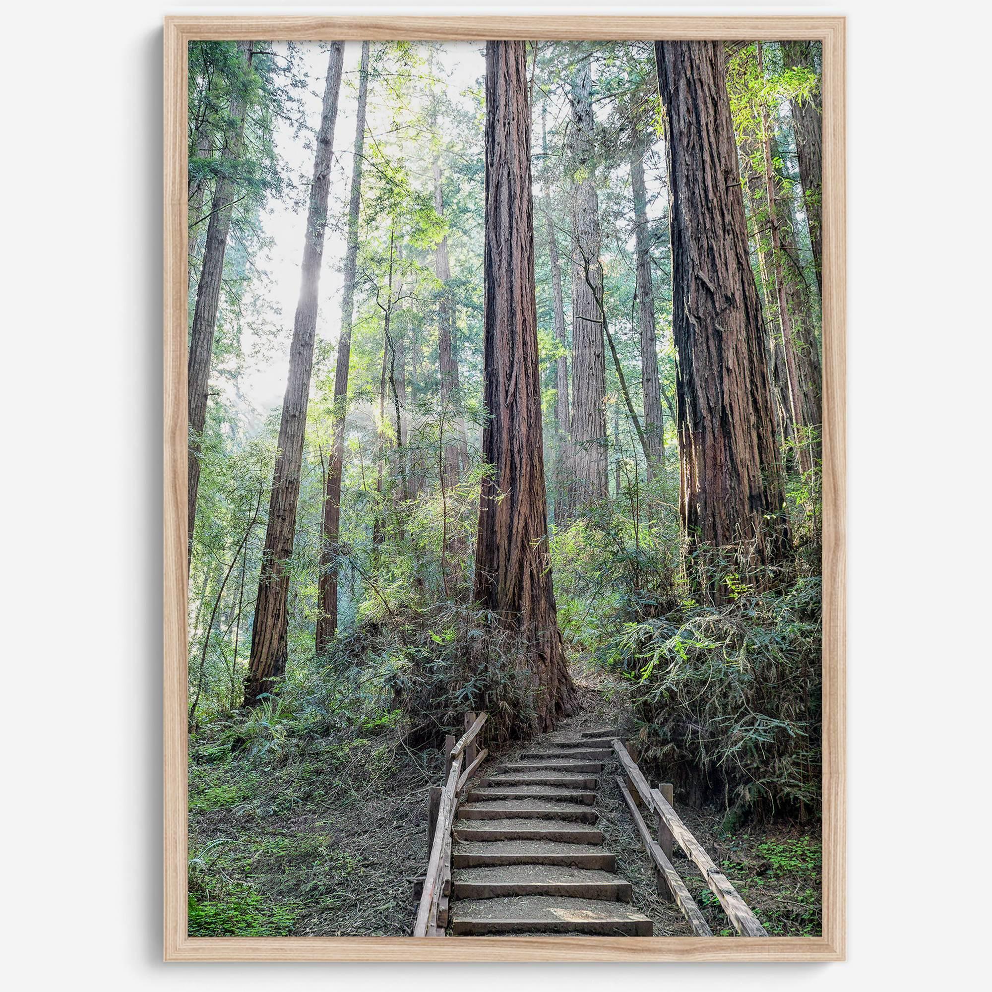 A mesmerizing framed or unframed forest print of a climbing trail through the redwood trees in the American Northwest with the Sun shining through the forest.