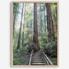 A mesmerizing framed or unframed forest print of a climbing trail through the redwood trees in the American Northwest with the Sun shining through the forest.