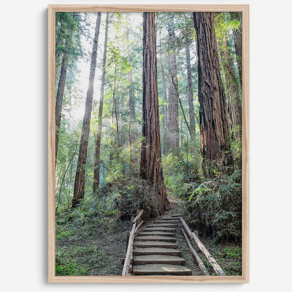 A mesmerizing framed or unframed forest print of a climbing trail through the redwood trees in the American Northwest with the Sun shining through the forest.