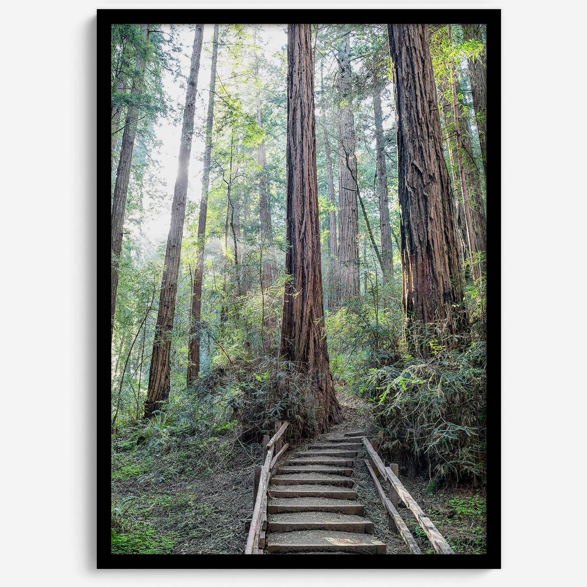 A mesmerizing framed or unframed forest print of a climbing trail through the redwood trees in the American Northwest with the Sun shining through the forest.