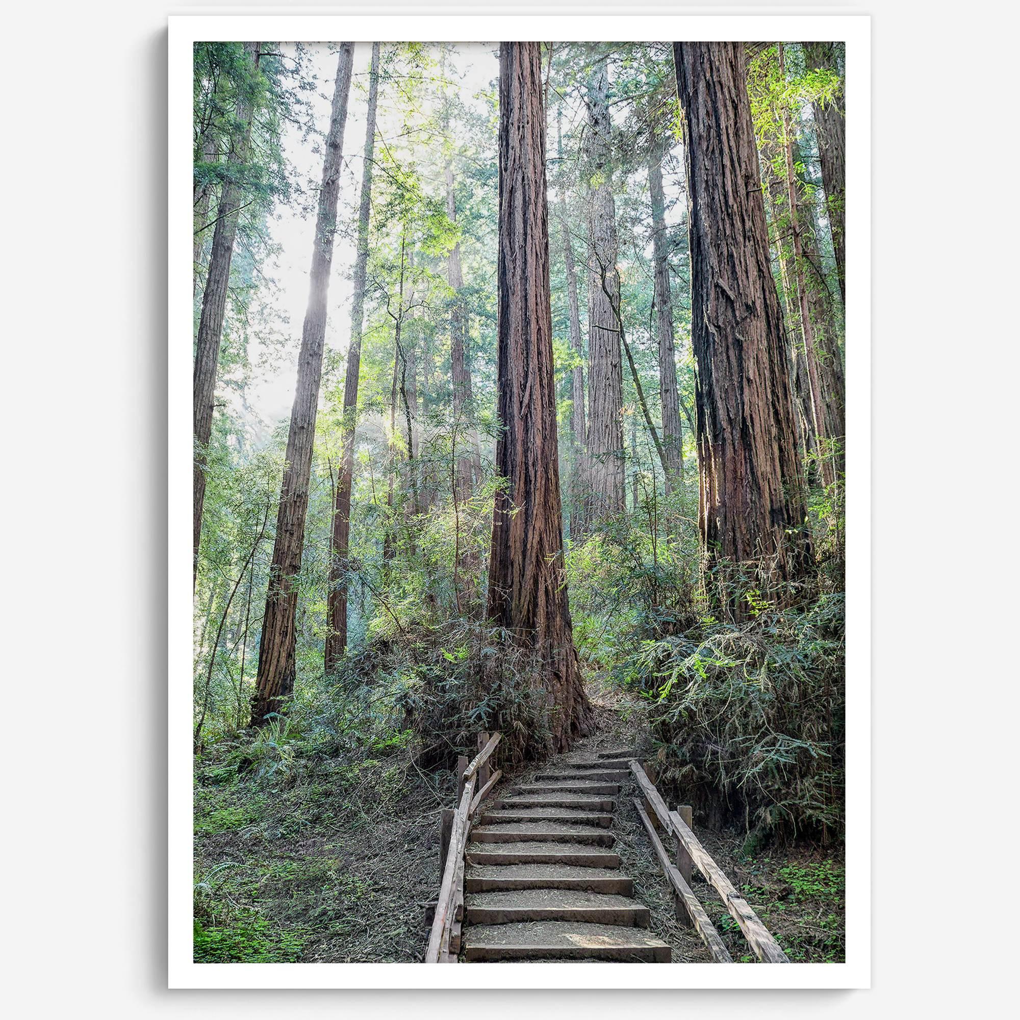 A mesmerizing framed or unframed forest print of a climbing trail through the redwood trees in the American Northwest with the Sun shining through the forest.