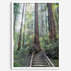 A mesmerizing framed or unframed forest print of a climbing trail through the redwood trees in the American Northwest with the Sun shining through the forest.
