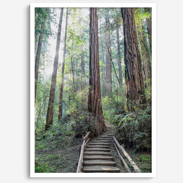 A mesmerizing framed or unframed forest print of a climbing trail through the redwood trees in the American Northwest with the Sun shining through the forest.