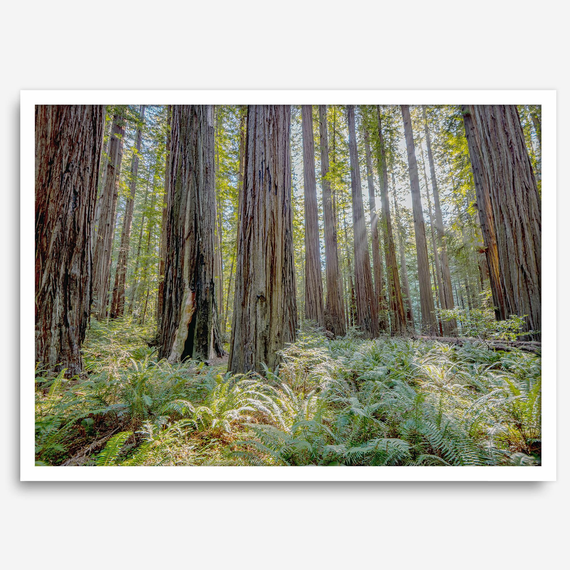 forest wall art - woodland redwoods fine art photography print