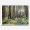 forest wall art - woodland redwoods fine art photography print