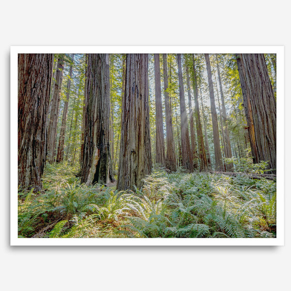 forest wall art - woodland redwoods fine art photography print
