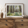 forest wall art - woodland redwoods fine art photography print