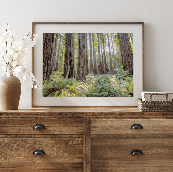 forest wall art - woodland redwoods fine art photography print