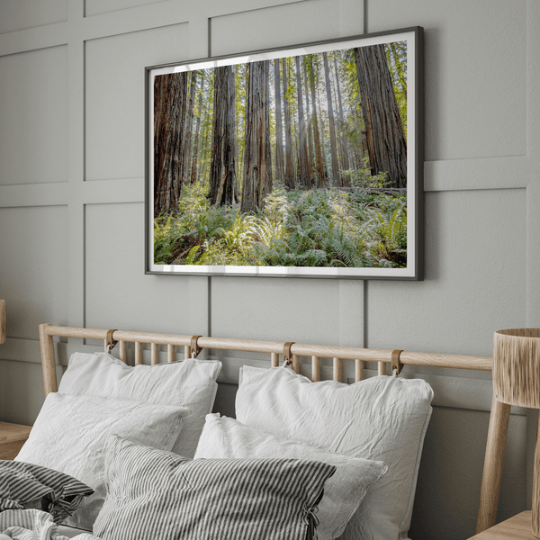 forest wall art - woodland redwoods fine art photography print