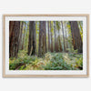 forest wall art - woodland redwoods fine art photography print
