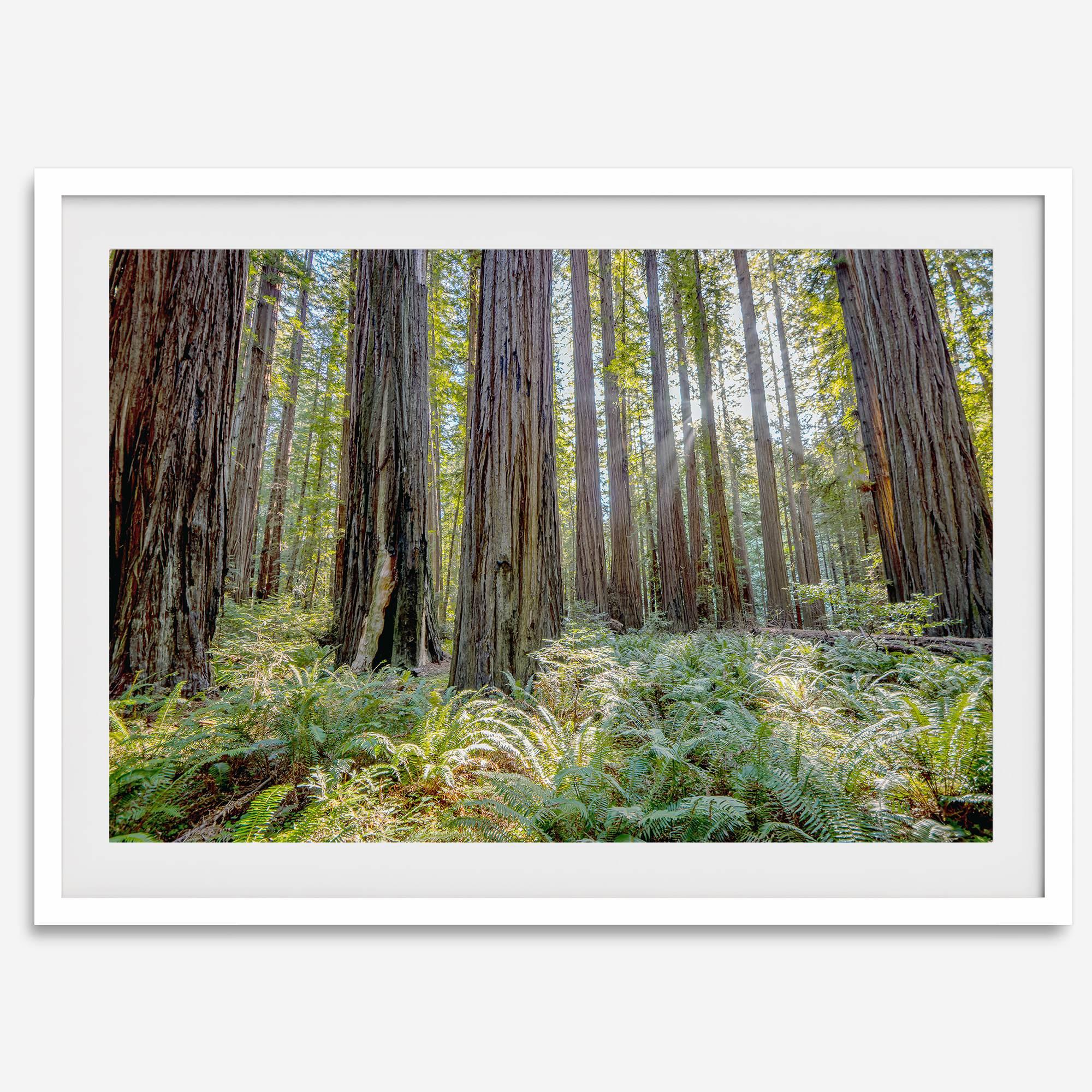 forest wall art - woodland redwoods fine art photography print