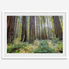 forest wall art - woodland redwoods fine art photography print