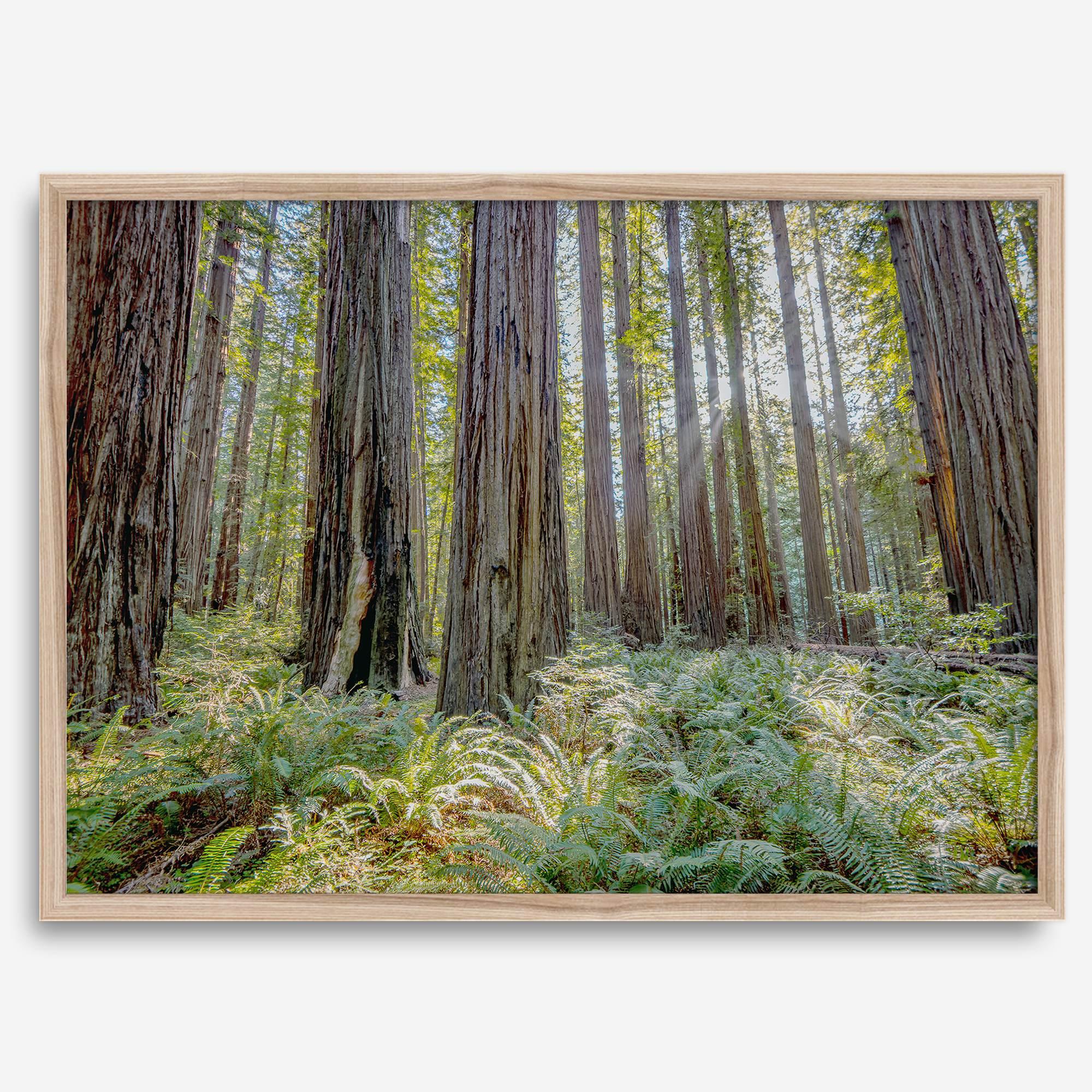 forest wall art - woodland redwoods fine art photography print