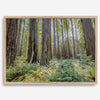 forest wall art - woodland redwoods fine art photography print