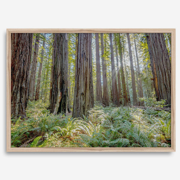 forest wall art - woodland redwoods fine art photography print