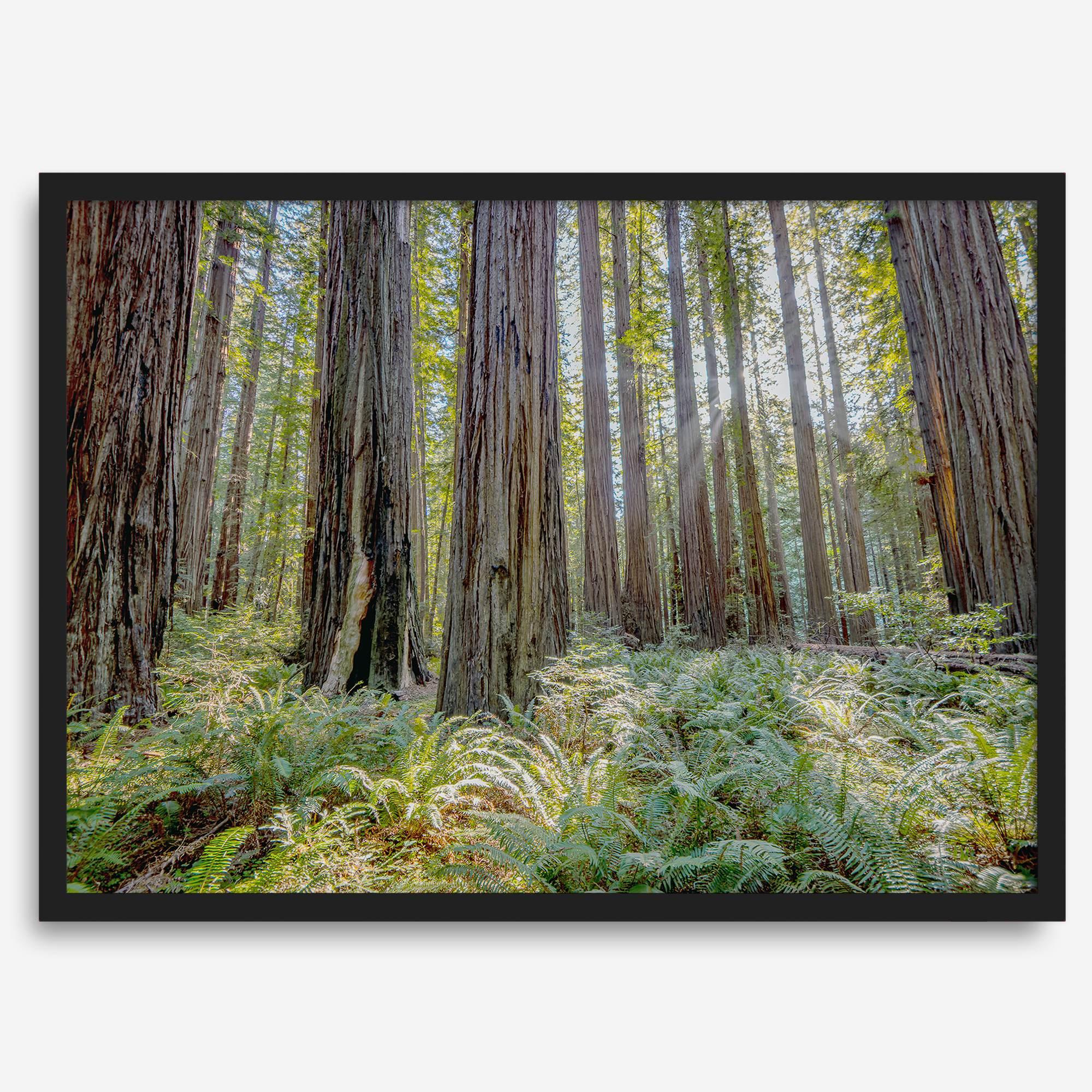 forest wall art - woodland redwoods fine art photography print