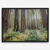forest wall art - woodland redwoods fine art photography print