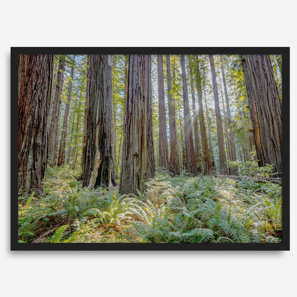 forest wall art - woodland redwoods fine art photography print