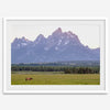 A stunning snow-covered mountain framed or unframed print from Grand Teton National Park with a beautiful horse grazing the grass in the forefront.