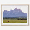 A stunning snow-covered mountain framed or unframed print from Grand Teton National Park with a beautiful horse grazing the grass in the forefront.