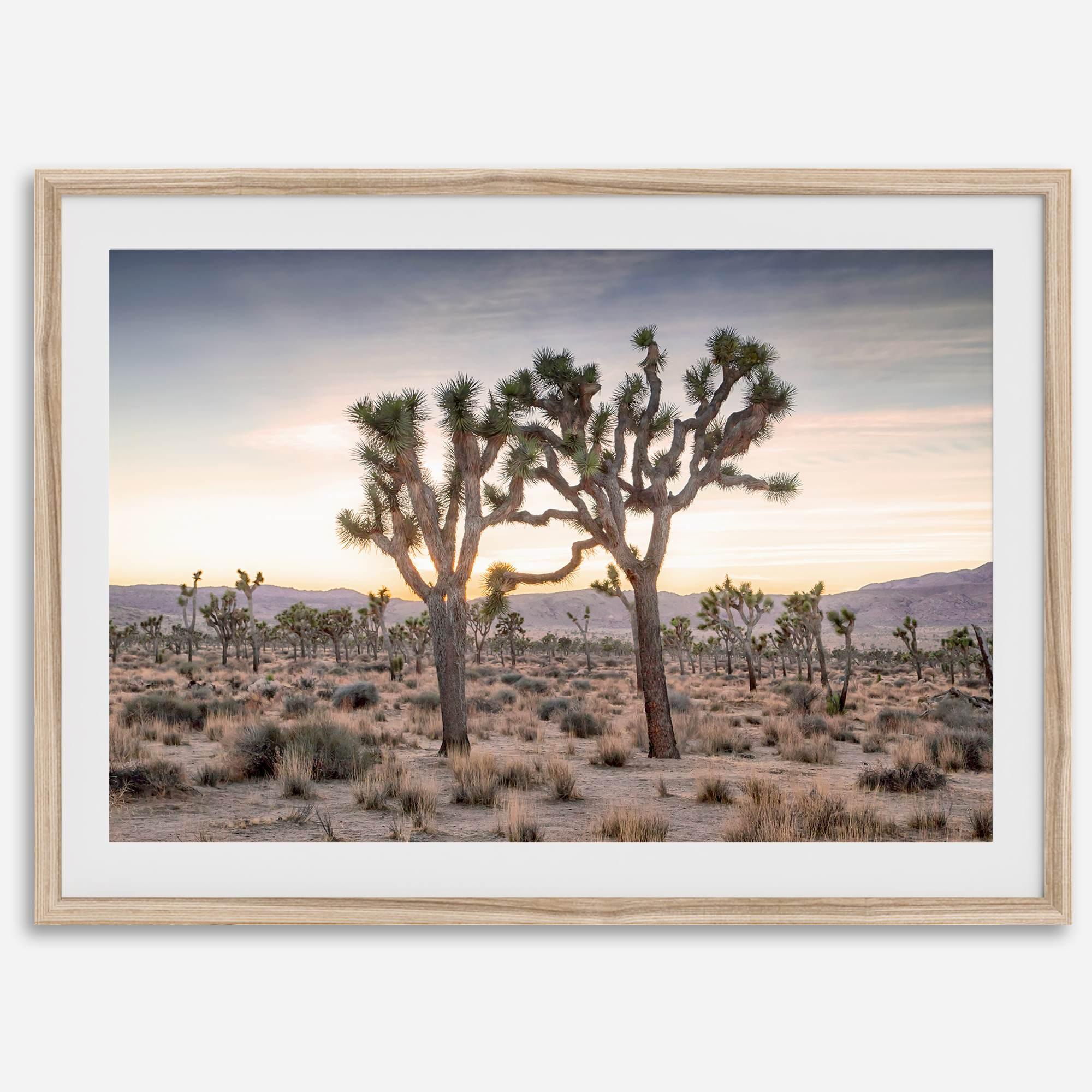 A framed fine art photography print from Joshua Tree National Park of two Joshua Trees in the Sunset. The trees appear to be holding hands. This California desert landscape wall art shows the famous Joshua Trees and desert plants in the Sunset.