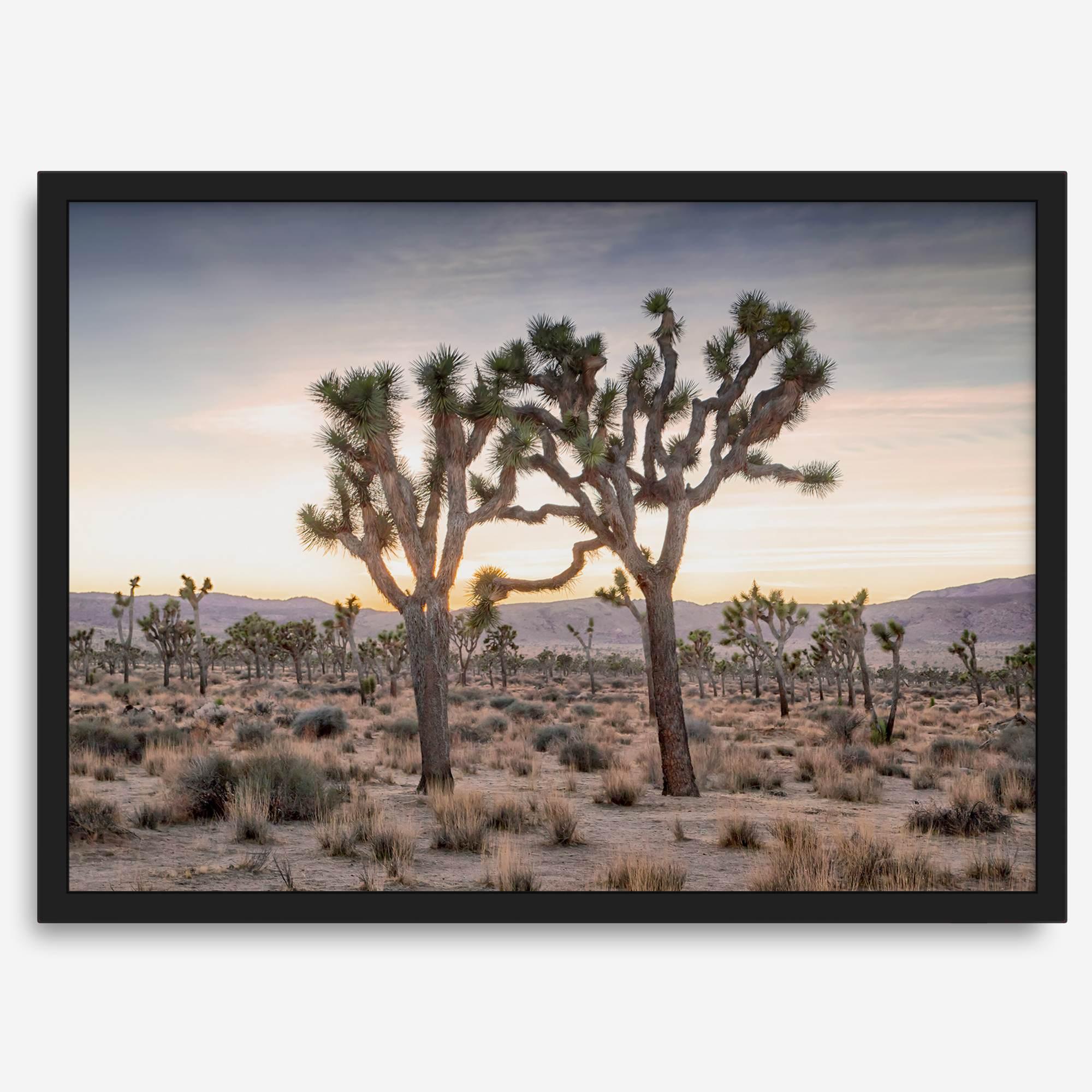 A framed fine art photography print from Joshua Tree National Park of two Joshua Trees in the Sunset. The trees appear to be holding hands. This California desert landscape wall art shows the famous Joshua Trees and desert plants in the Sunset.