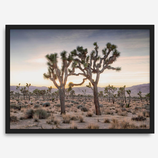 A framed fine art photography print from Joshua Tree National Park of two Joshua Trees in the Sunset. The trees appear to be holding hands. This California desert landscape wall art shows the famous Joshua Trees and desert plants in the Sunset.