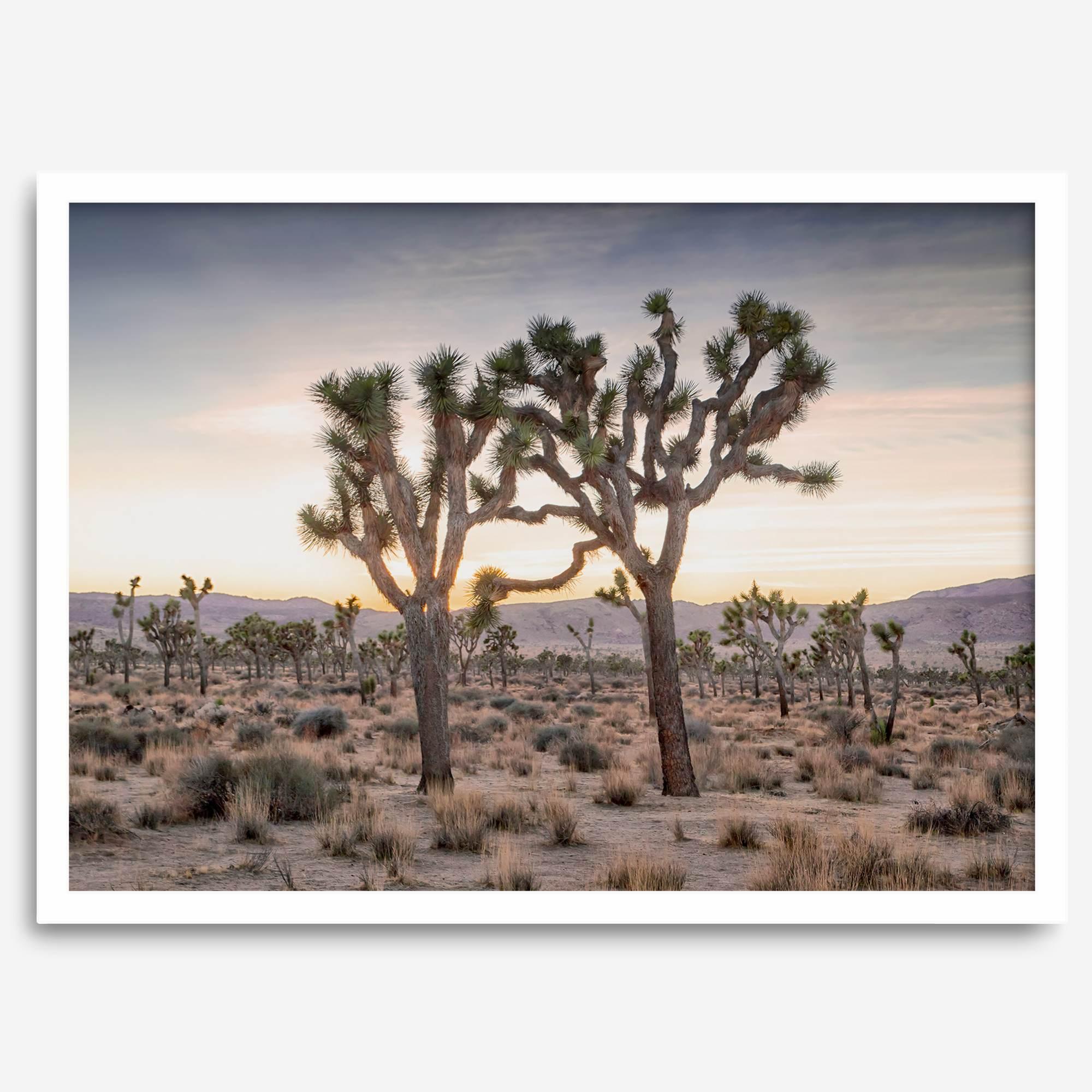 A framed fine art photography print from Joshua Tree National Park of two Joshua Trees in the Sunset. The trees appear to be holding hands. This California desert landscape wall art shows the famous Joshua Trees and desert plants in the Sunset.