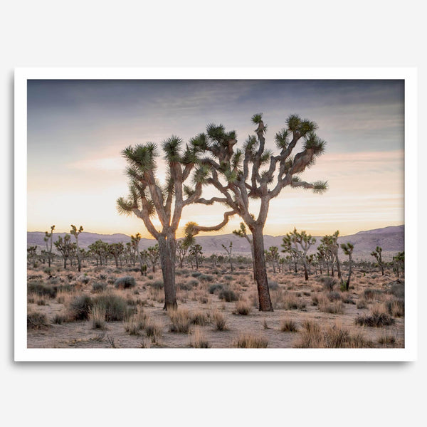 A framed fine art photography print from Joshua Tree National Park of two Joshua Trees in the Sunset. The trees appear to be holding hands. This California desert landscape wall art shows the famous Joshua Trees and desert plants in the Sunset.