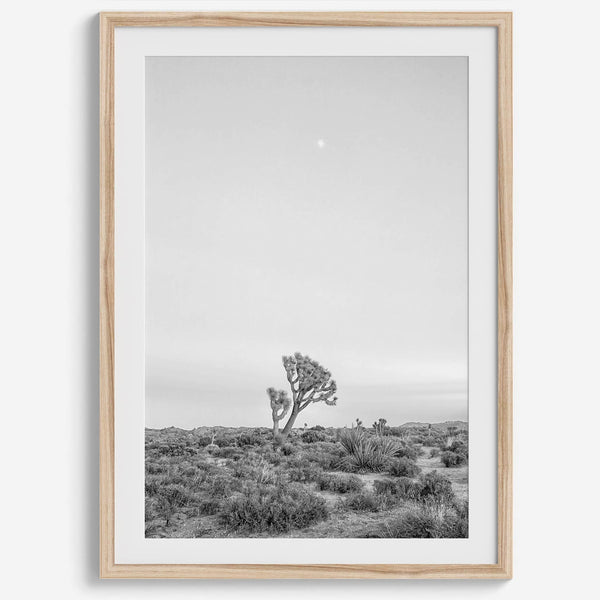 Black and white photo of a lone Joshua Tree at sunset in a desert landscape.
