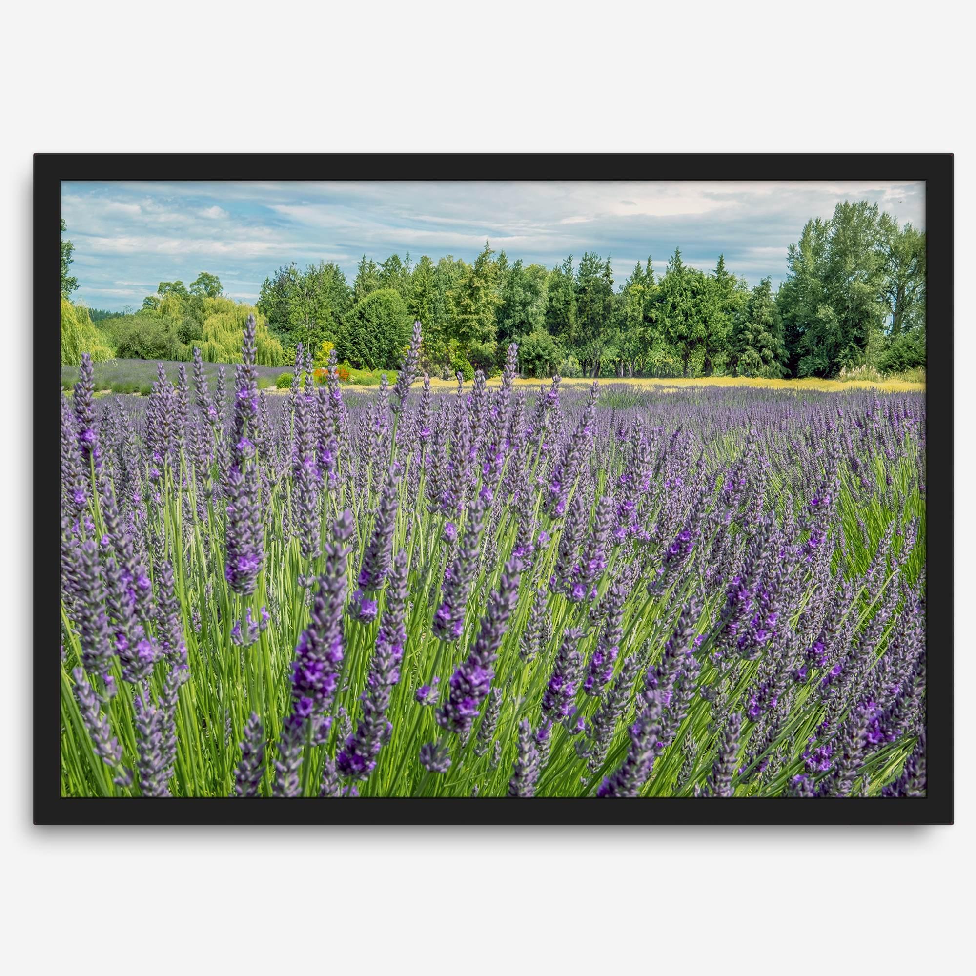 Lavender wall art featuring a fine art photography print of a Lavender field in Washington State with vibrant purple blooms under a clear blue sky.