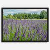 Lavender wall art featuring a fine art photography print of a Lavender field in Washington State with vibrant purple blooms under a clear blue sky.