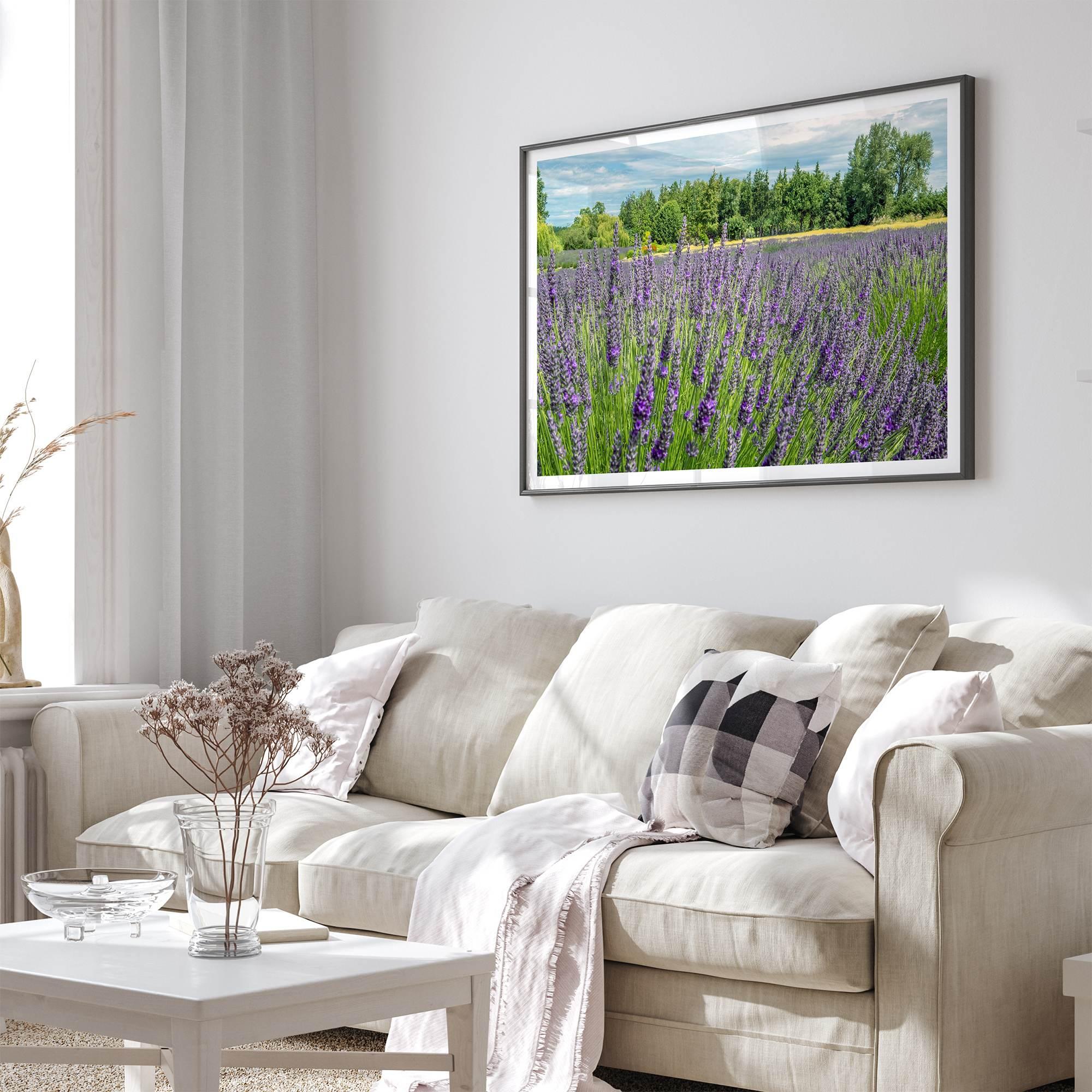 Lavender wall art featuring a fine art photography print of a Lavender field in Washington State with vibrant purple blooms under a clear blue sky.