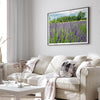 Lavender wall art featuring a fine art photography print of a Lavender field in Washington State with vibrant purple blooms under a clear blue sky.