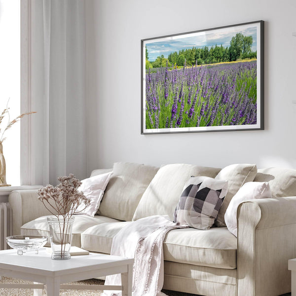 Lavender wall art featuring a fine art photography print of a Lavender field in Washington State with vibrant purple blooms under a clear blue sky.