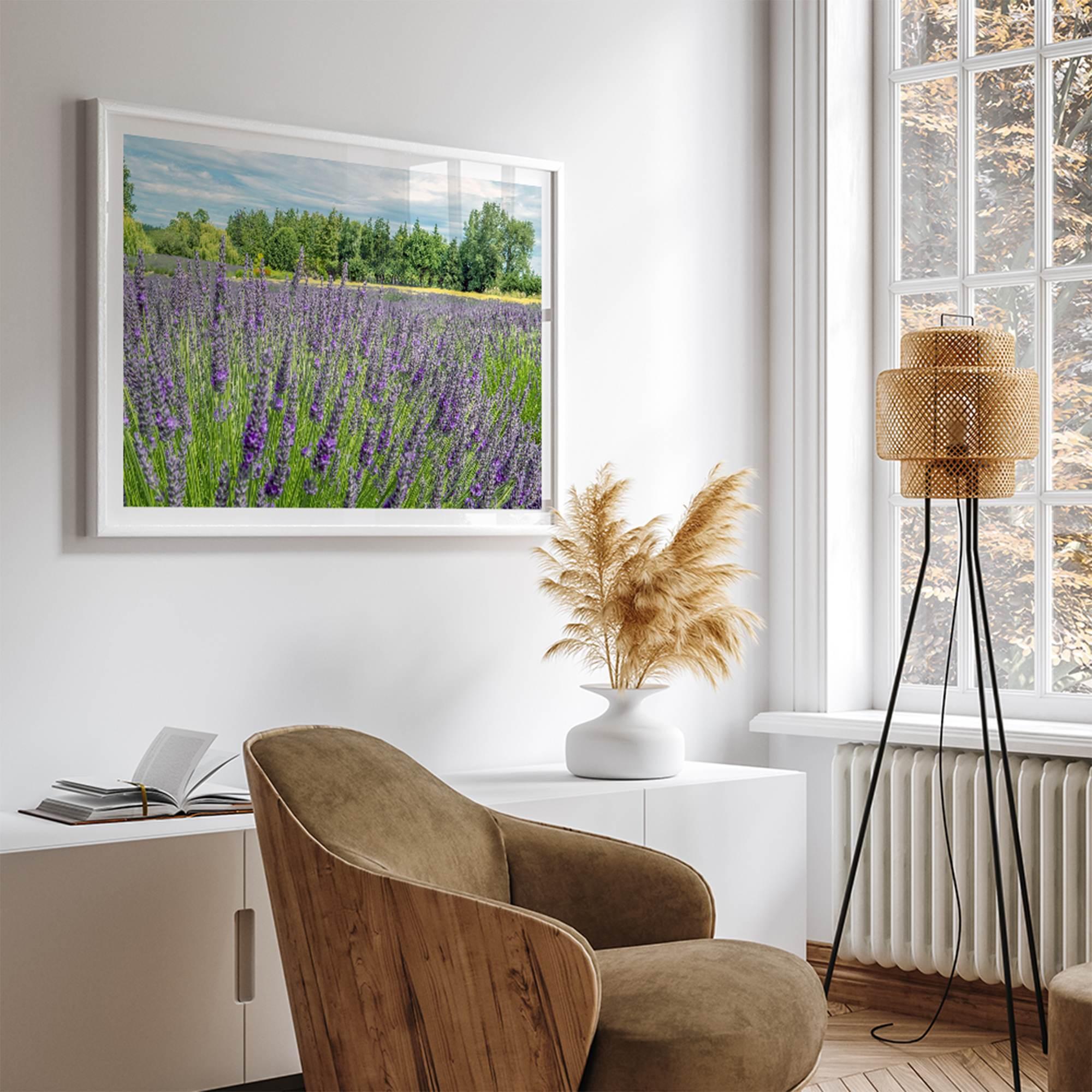 Lavender wall art featuring a fine art photography print of a Lavender field in Washington State with vibrant purple blooms under a clear blue sky.