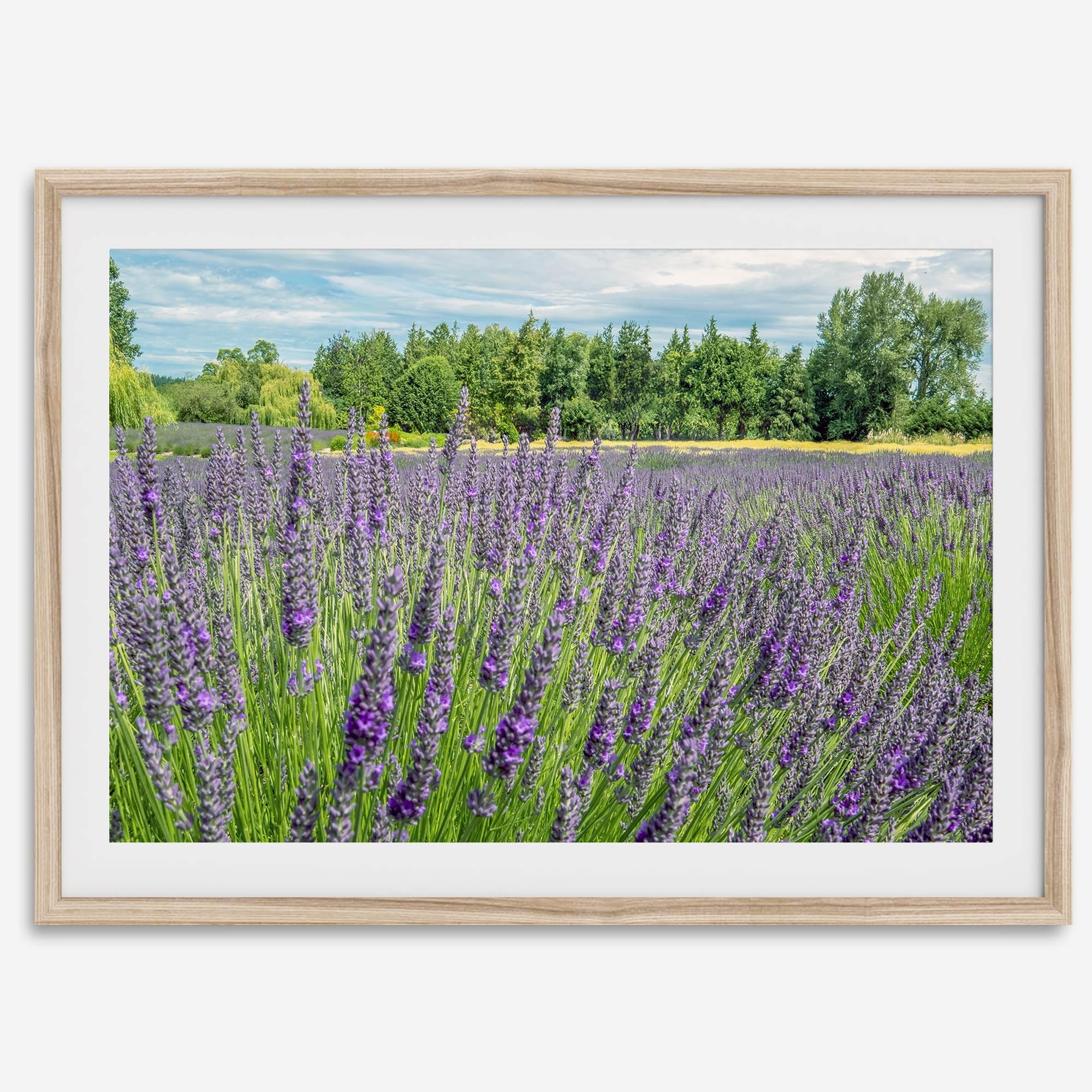 Lavender wall art featuring a fine art photography print of a Lavender field in Washington State with vibrant purple blooms under a clear blue sky.
