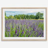 Lavender wall art featuring a fine art photography print of a Lavender field in Washington State with vibrant purple blooms under a clear blue sky.