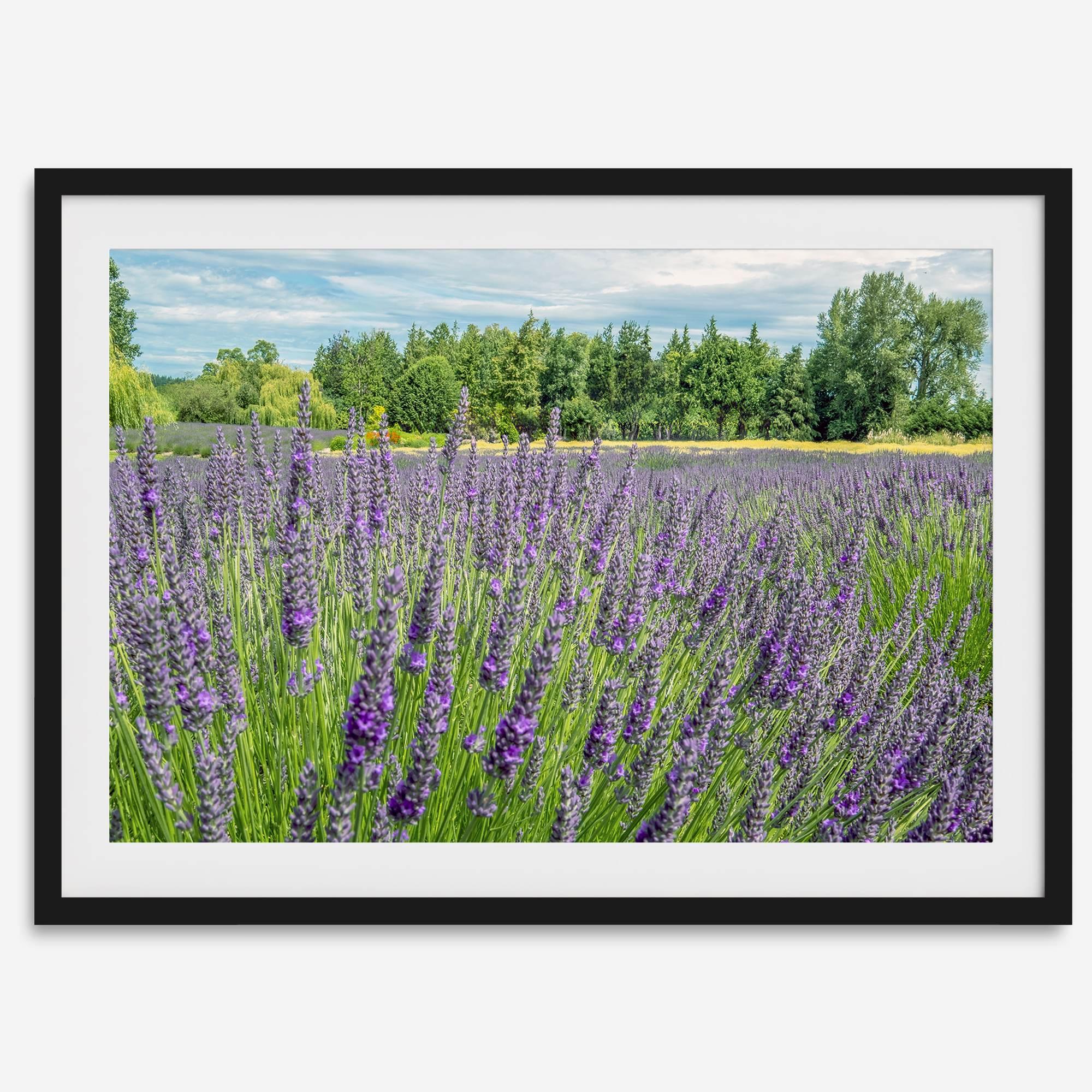 Lavender wall art featuring a fine art photography print of a Lavender field in Washington State with vibrant purple blooms under a clear blue sky.