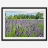 Lavender wall art featuring a fine art photography print of a Lavender field in Washington State with vibrant purple blooms under a clear blue sky.