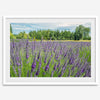 Lavender wall art featuring a fine art photography print of a Lavender field in Washington State with vibrant purple blooms under a clear blue sky.
