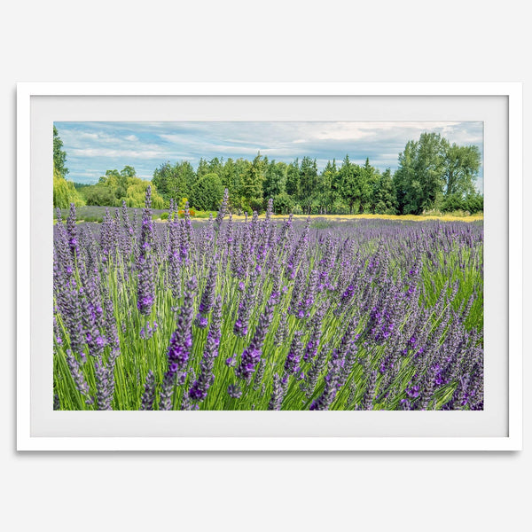 Lavender wall art featuring a fine art photography print of a Lavender field in Washington State with vibrant purple blooms under a clear blue sky.