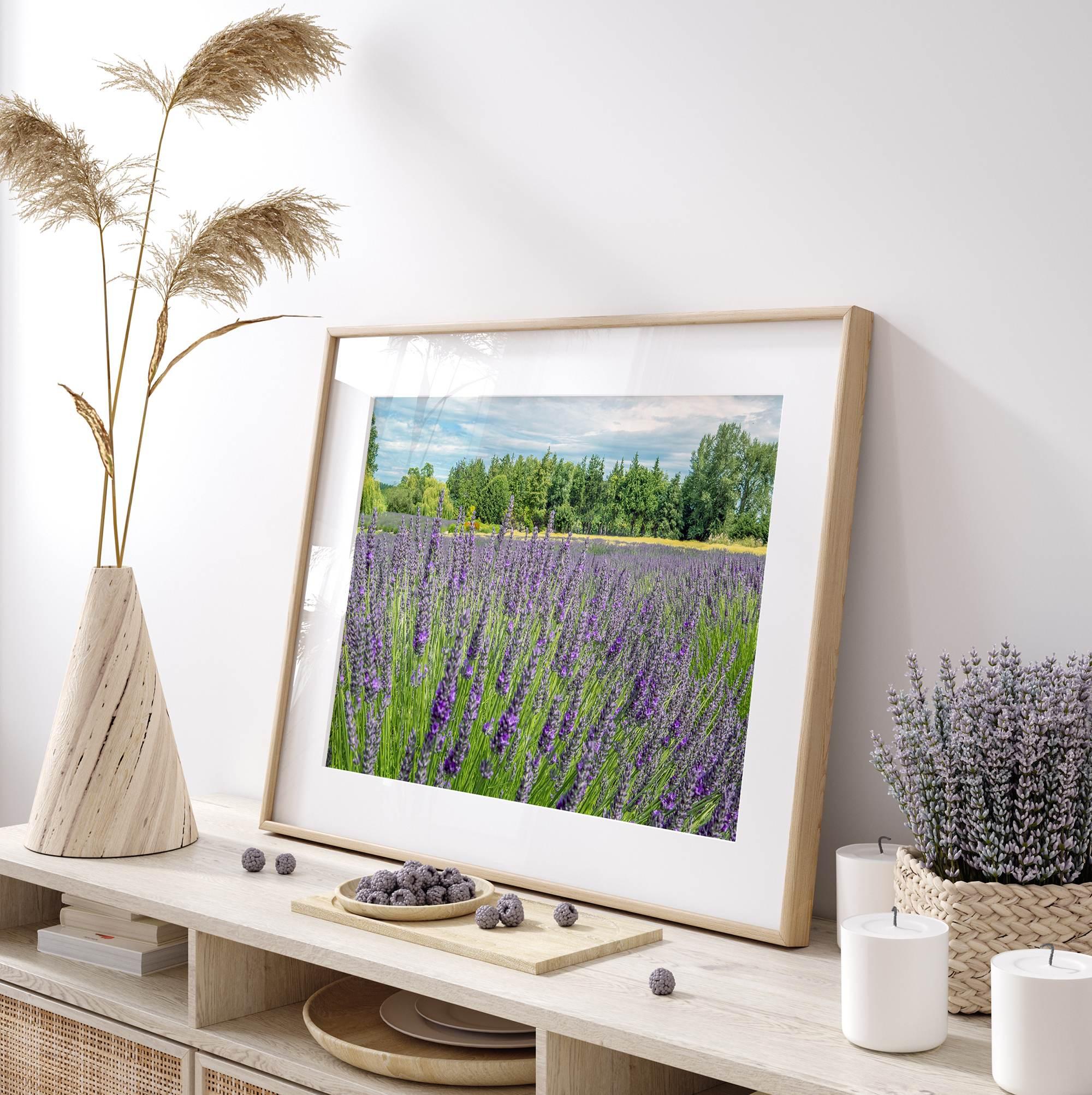 Lavender wall art featuring a fine art photography print of a Lavender field in Washington State with vibrant purple blooms under a clear blue sky.