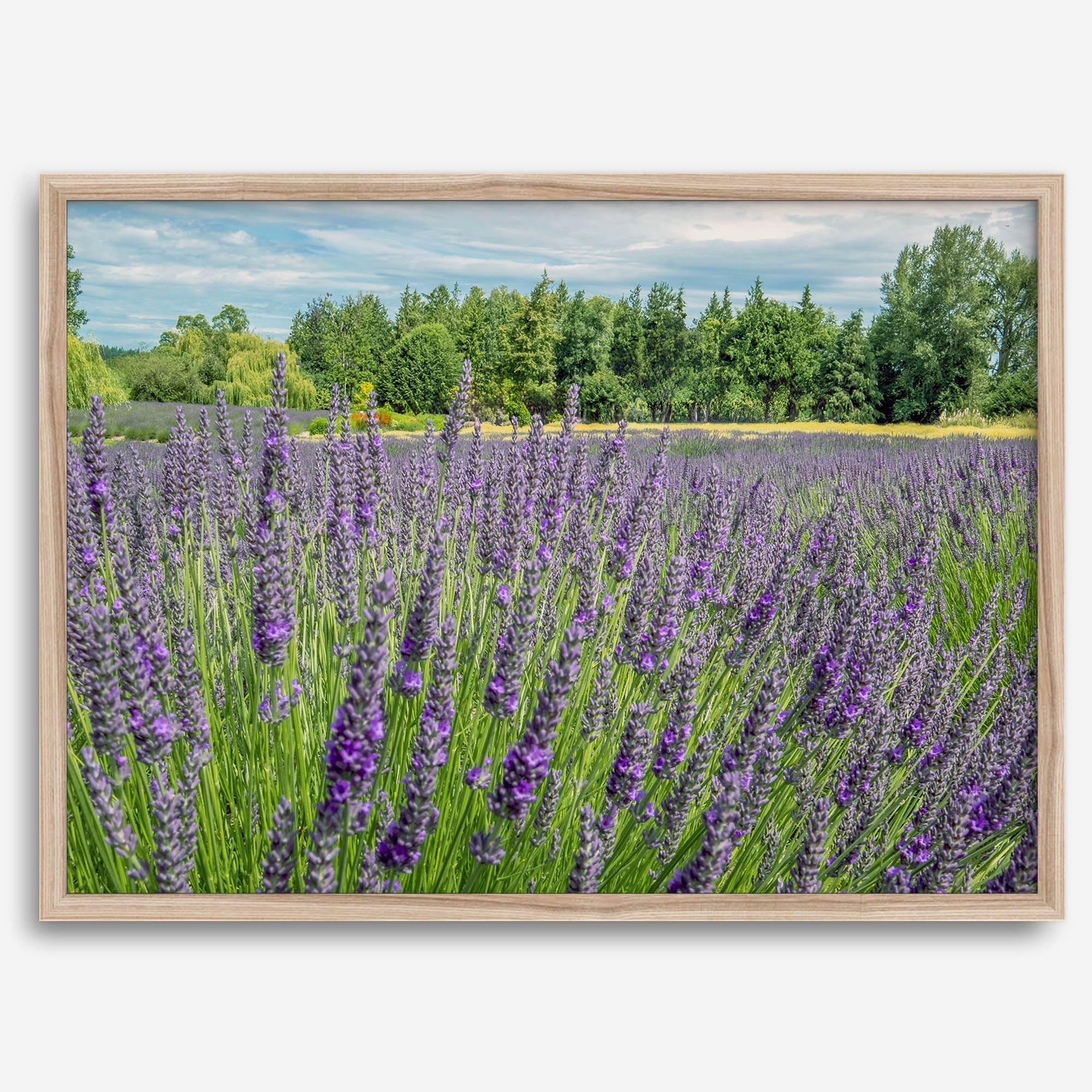 Lavender wall art featuring a fine art photography print of a Lavender field in Washington State with vibrant purple blooms under a clear blue sky.