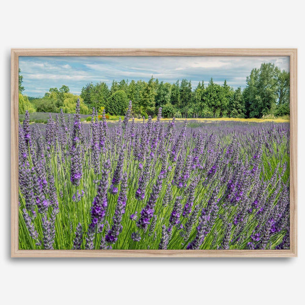 Lavender wall art featuring a fine art photography print of a Lavender field in Washington State with vibrant purple blooms under a clear blue sky.